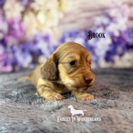 Brook - Cream female Dachshund puppy in Rainier, Oregon from Doxies in Wonderland