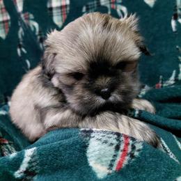 (We will call her the name of your choice) - Sable female Shih Tzu puppy in Glenmont, Ohio from Reed Ranch Shih-tzus