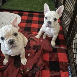 French Bulldog puppies from Frenchies of Mann