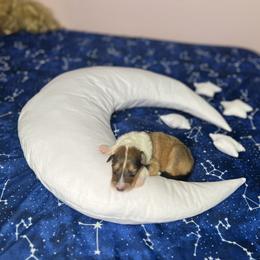 Steve - Sable male Collie puppy in Chilhowie, Virginia from Jolly Collies & Kingdom Elite Yorkshire Terriers