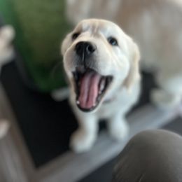 Golden Retriever Puppies from Huckaby’s English Golden Retrievers