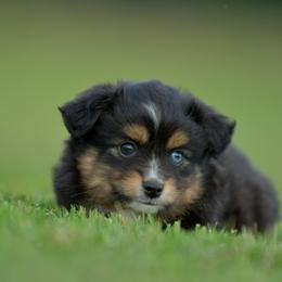 Poggle - Black tri female Toy Australian Shepherd puppy in Hartman, Arkansas from Southern Edition Aussies