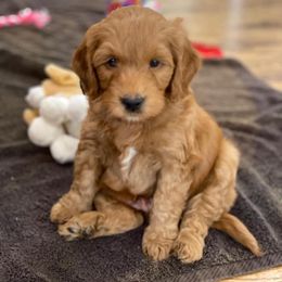 Aussiedoodle and Goldendoodle Puppies from Mackedoodles