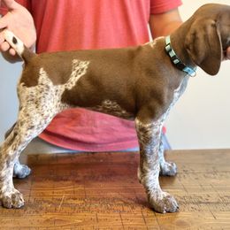 German Shorthaired Pointer, Labrador Retriever, and Working Cross Puppies from Upland Valley Kennels