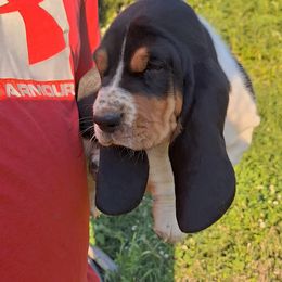 Basset Hound and Beagle Puppies from Mack's Creek Basset Hounds
