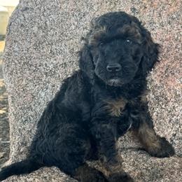 Winston - Phantom male Poodle puppy in Longmont, Colorado from Colorado Miniature Bernedoodle Puppies