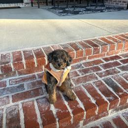 Max - Fawn male Havapoo puppy in Dothan, Alabama from Leo’s Teddy Bear doodles