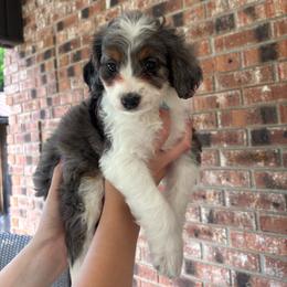 Princess - Merle female Bernedoodle puppy in Beauty, Kentucky from The Doodle Pad