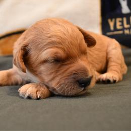 Watermelon - Apricot male Goldendoodle puppy in Batavia, Ohio from Cozy Cove Goldendoodles