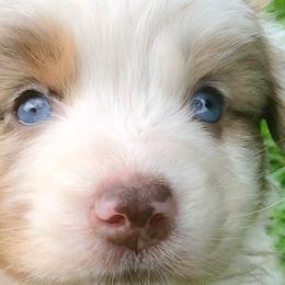 Girl 1 - Red merle Australian Shepherd puppy in Brooksville, Florida from Scattered Oaks Ranch