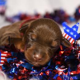 Girl 6 - Red and rust female Doberman Pinscher puppy in Overton, Texas from Obsidian Kennel