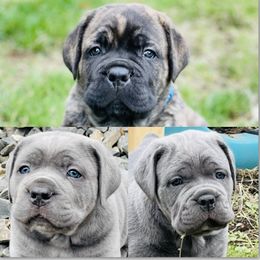 Cane Corso Puppies from Virtue Cane Corso