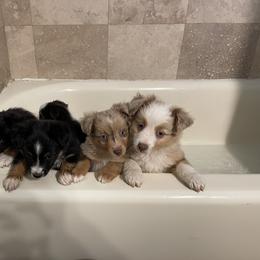 Australian Shepherd, Miniature American Shepherd, Miniature Australian Shepherd, and Toy Australian Shepherd Puppies from Painted Blue Aussies
