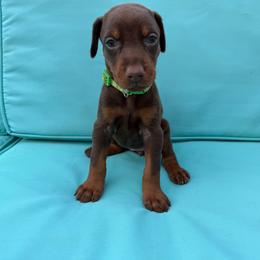 Light green Female - Red and rust female Doberman Pinscher puppy in Madison, Indiana from Jensen Dobermans and Dachshunds