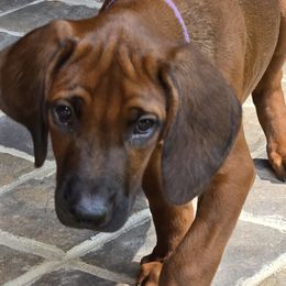 Liam - Rd whtn blk nose male Rhodesian Ridgeback puppy in Gaffney, South Carolina from Circle D Farms