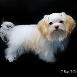 Jolie - Apricot female Mi-Ki puppy in Elizabeth, Colorado from Royal T Mi-Kis