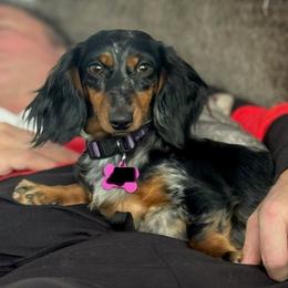 Millie - Dapple female Dachshund puppy in Rio, Wisconsin from Three K Miniature Dachshunds