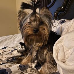 Yorkshire Terriers from Mid-South Yorkie’s, LLC