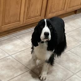 Molly - English Springer Spaniel