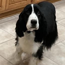 Molly - English Springer Spaniel