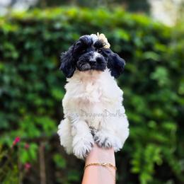 Cassini - Black and white female Aussiedoodle puppy in Centreville, Mississippi from Trin's Designer Doodles