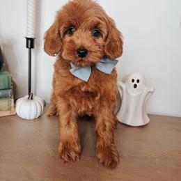 Curly - Red  male Goldendoodle puppy in Hilton, New York from The House of Goldendoodle