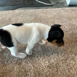 Gemma Rose - White black and tan female Rat Terrier puppy in Canandaguia, New York from Mary ann Whipple's Old Dominion Terriers