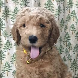 Dory - Apricot female Goldendoodle puppy in Belfair, Washington from Merry R Goldendoodles