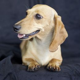 Honey - Dachshund