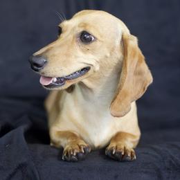 Honey - Dachshund
