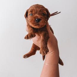 Cherry (Purple) - Red  female Goldendoodle puppy in Beaverton, Oregon from Henry Elliots