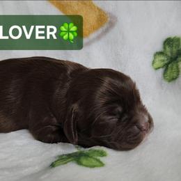 Clover - Brown male Cocker Spaniel puppy in Morristown, Tennessee from Down in the Holler