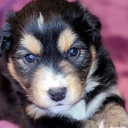 Belle - Black tri-color Australian Shepherd puppy in Glendale, Arizona from Kerr Aussies