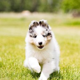 Shetland Sheepdogs from Syringa Shelties