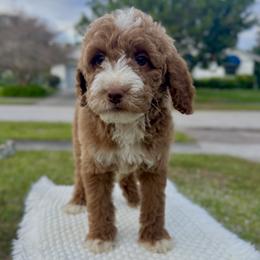Roo (Red Collar) - Red  female Goldendoodle puppy in Palmetto Bay, Florida from SOMIDOODLES