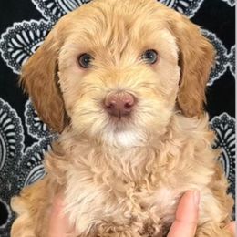 Australian Labradoodle Puppies from AussieTex Labradoodles