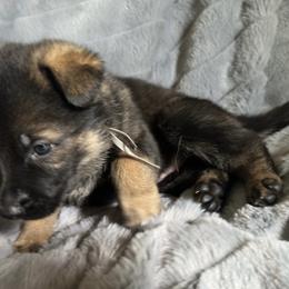 Khal Drogo - Sable male German Shepherd puppy in Chino, California from BlueStone K9