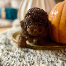 No Collar Girl - Phantom female Goldendoodle puppy in San Augustine, Texas from Vintage Doodles