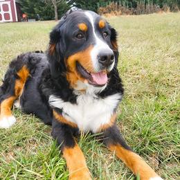 Jezzy Curlytaildoodles Reputable Breeder - Bernedoodle