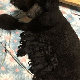Poodle Puppies from Kava Poodles