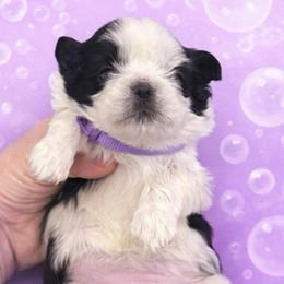 Lilac - Black and white female Shih Tzu puppy in Berkeley Springs, West Virginia from Sandridge Shih Tzus