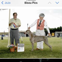 Bisou - Weimaraner
