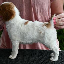 Poppy - Orange and white female Brittany puppy in Hollidaysburg, Pennsylvania from Royal Flush Farms