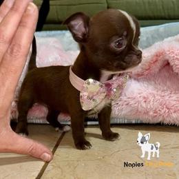 Chihuahua Puppies from Naples Tiny Dogs