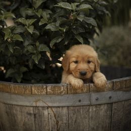 Cavalier King Charles Spaniel and Golden Retriever Puppies from Tsarevich Goldens and Cavaliers