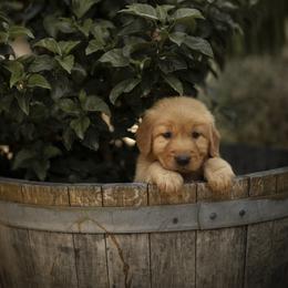 Cavalier King Charles Spaniel and Golden Retriever Puppies from Tsarevich Goldens and Cavaliers