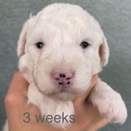 Gray - Black and white female Sheepadoodle puppy in Archer, Florida from Gainesville Sheepadoodles