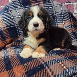 Bailey - Black rust and white female Bernese Mountain Dog puppy in Greenwood, Delaware from A&A Greenwood Puppies
