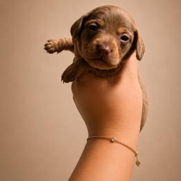 Isabella Dapple - Dapple male Dachshund puppy in Arcadia, California from Cruz Industries - Dachshund Company & French Bulldog Company