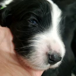 Aussiedoodle Puppies from Southwest Florida Doodles